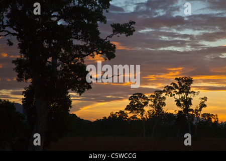 Sunrise Silhouetten Bäume in das einzigartige Savanne Ökosystem der Insel KOH PHRA THONG, THAILAND Stockfoto