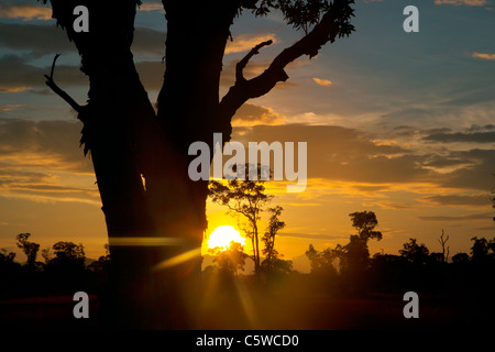 Sunrise Silhouetten Bäume in das einzigartige Savanne Ökosystem der Insel KOH PHRA THONG, THAILAND Stockfoto