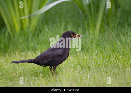 Amsel (Turdus Merula). Männliche Würmer für Küken im Garten, Schottland zu sammeln. Stockfoto