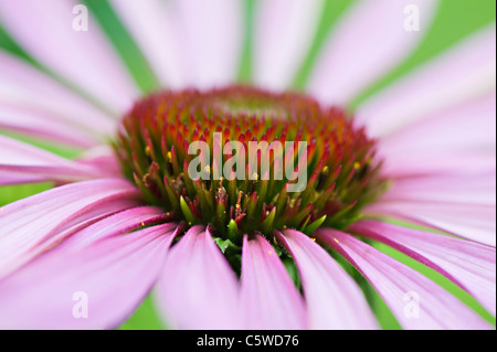 Nahaufnahme Bild des Sommers blühen östlichen Sonnenhut - Echinacea Purpurea rosa Blumen, Aufnahme auf einem weichen Hintergrund Stockfoto