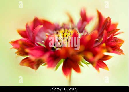 Schöne, lebendige Sommer blühenden Gaillardia "Pantomime" Blumen gemischt auch bekannt als Decke Blumen, einem weichen Hintergrund genommen. Stockfoto