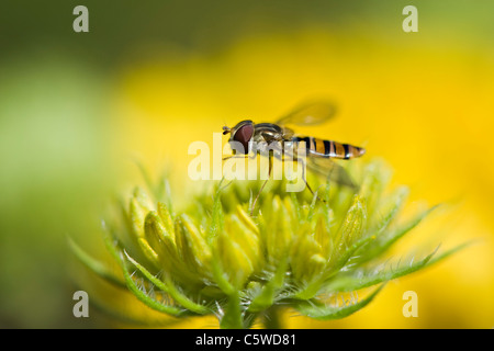 Ein Hoverfly, Blume fliegen oder Syrphid Fliege auf eine Decke Blütenknospe Stockfoto