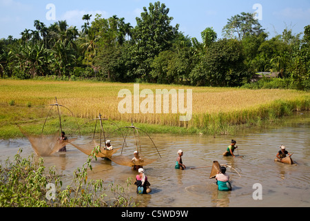 Assamese Frauen fangen Fische im seichten schlammigen Wasser im traditionellen Stil. Assam, Nordost-Indien. Stockfoto