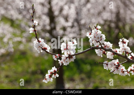 Österreich, Niederösterreich, Wachau, Zweig der Aprikose Blüten, Nahaufnahme Stockfoto