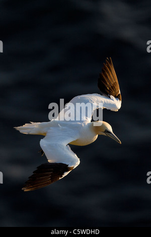 Basstölpel (Sula Bassana, Morus Bassanus), Erwachsene im Flug. Stockfoto