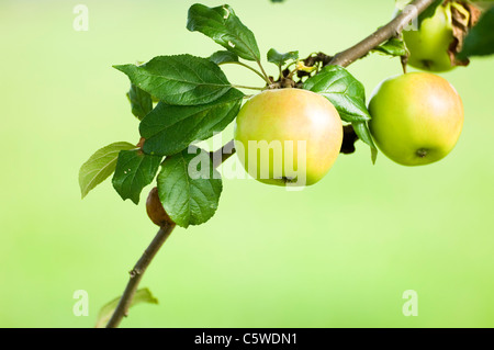 Äpfel wachsen auf Baum, Nahaufnahme Stockfoto