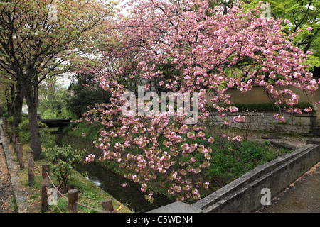 Tetsugaku keine Michi und Kirsche blüht, Kyoto, Kyoto, Japan Stockfoto