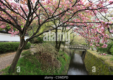 Tetsugaku keine Michi und Kirsche blüht, Kyoto, Kyoto, Japan Stockfoto