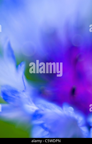 Deutschland, Baden Württemberg, Kornblume (Centaurea Cyanus), Nahaufnahme Stockfoto