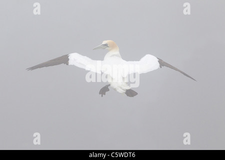 Basstölpel (Sula Bassana, Morus Bassanus), Erwachsene im Flug im Nebel, von hinten gesehen. Hermaness, Shetland. Stockfoto