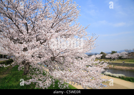 Kamo-Flusses und Kirschblüten, Kyoto, Kyoto, Japan Stockfoto