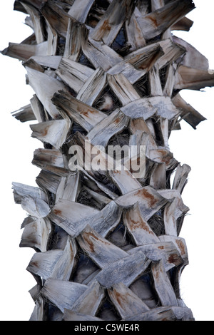 Türkei, Alanya, Dattelpalme (Phoenix Dactylifera), Nahaufnahme Stockfoto