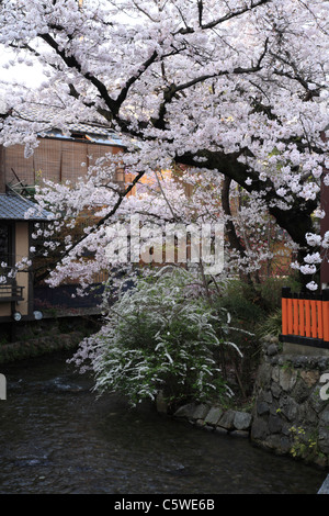 Kirschblüten am Shirakawa und Gion, Kyoto, Kyoto, Japan Stockfoto