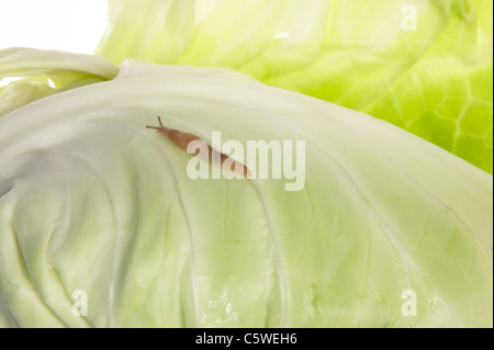 Schnecke auf spitz Kohl, Nahaufnahme Stockfoto