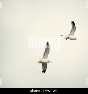 Deutschland, Sankt Peter-Ording, Möwen im Flug Stockfoto