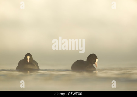 Gemeinsamen Blässhuhn (Fulica Atra), paar am nebligen Fluss im Winter, Schottland, Großbritannien. Stockfoto