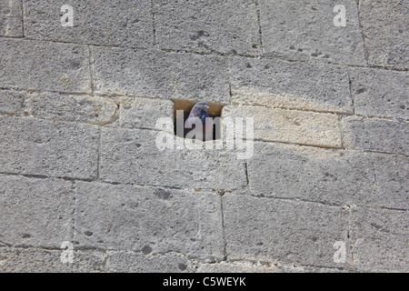 Frankreich, Taube in einem Loch in der Wand Stockfoto