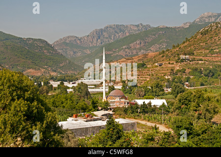 Süd Türkei Moschee Baumschule Bananen Bauer Bananenstauden zwischen Antalya und Alanya Stockfoto