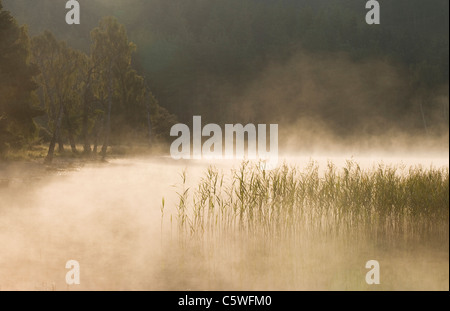 Loch Pityoulish am nebligen Morgen, Cairngorms National Park, Schottland, Großbritannien. Stockfoto