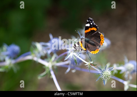 Vanessa Atalanta. Red Admiral Schmetterling Fütterung auf Eryngium (Sea Holly) Stockfoto