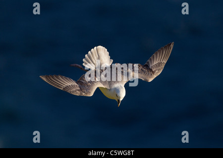 Nördlichen Fulmar (Fulmarus Cyclopoida). Erwachsene gegen blaue Meer, Shetland, Schottland, Großbritannien. Stockfoto