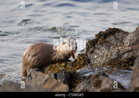 Europäischen Fischotter (Lutra Lutra) Fütterung auf eine Rockling auf felsigen Küste. Shetland, Schottland, Großbritannien. Stockfoto