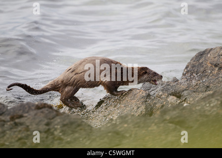 Europäischen Fischotter (Lutra Lutra) schütteln Wasser aus Fell auf felsigen Küste. Shetland, Schottland, Großbritannien. Stockfoto