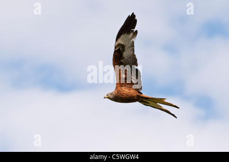 Ein Rotmilan (lateinisch: Milvus MIlvus) fliegen über den Chiltern Hills in der Nähe von High Wycombe, Buckinghamshire, England, UK. Stockfoto