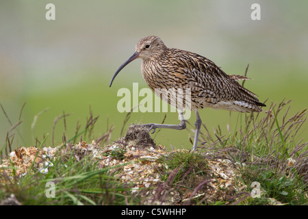 Brachvogel (Numenius Arquata), Erwachsene in der Zucht Lebensraum. Shetland, Schottland, Großbritannien. Stockfoto