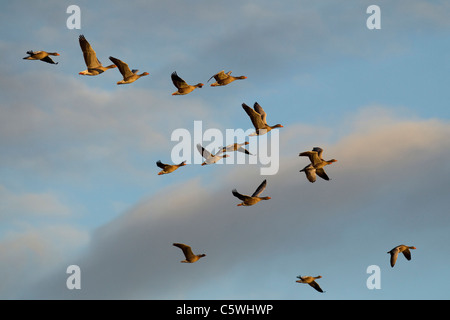 Graylag Goose Graugans (Anser Anser), scharen sich im Flug. Stockfoto