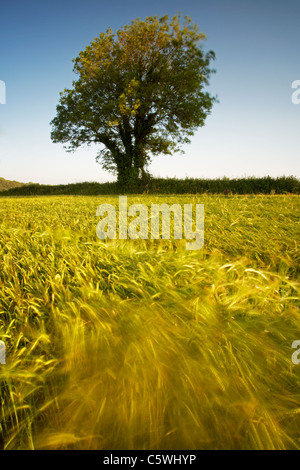 Gerste eingereicht weht in den frühen Morgen Brise im Sommer auf dem Lande Devonshire. Stockfoto