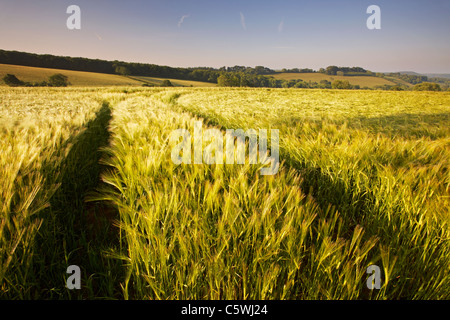 Gerste eingereicht weht in den frühen Morgen Brise im Sommer auf dem Lande Devonshire. Stockfoto