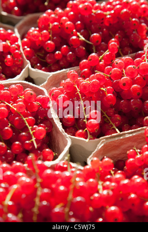 Rote Johannisbeere (Ribes Rubrum), full-frame Stockfoto