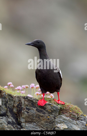 Black Guillemot, Tystie (Cepphus Grylle) auf Klippe thront. Stockfoto