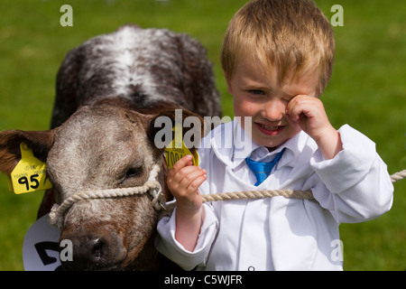 British Jersey Färsen Kühe & junge Handler Auszubildender Landwirt (MR). Kinderaussteller Cartmel Agricultural Society Annual Rural Cattle Show, 2011 in the Lake District, Cumbria, England Stockfoto