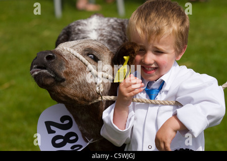 British Jersey Färsen Kühe & junge Handler Auszubildender Landwirt (MR). Kinderaussteller Cartmel Agricultural Society Annual Rural Cattle Show, 2011 in the Lake District, Cumbria, England Stockfoto