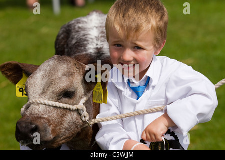 British Jersey Färsen Kühe & junge Handler Auszubildender Landwirt (MR). Kinderaussteller Cartmel Agricultural Society Annual Rural Cattle Show, 2011 in the Lake District, Cumbria, England Stockfoto