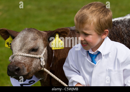 British Jersey Färsen Kühe & junge Handler (MR). Kinderaussteller Trainbee Farmer auf der Cartmel Agricultural Society Annual Rural Show, 2011 im Lake District, Cumbria, England Stockfoto