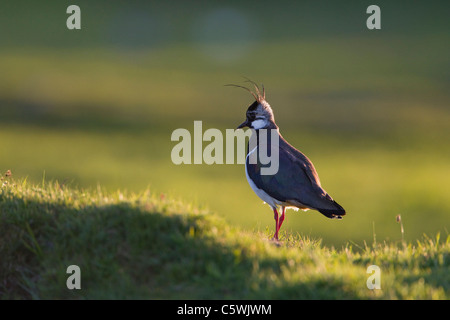 Kiebitz (Vanellus Vanellus), erwachsenes Weibchen im Hochland Bruthabitat. Stockfoto