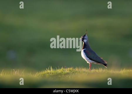 Kiebitz (Vanellus Vanellus) erwachsenes Weibchen im Hochland Bruthabitat Schottland, Großbritannien. Stockfoto