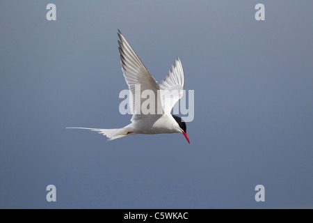 Küstenseeschwalbe (Sterna Paradisaea). Erwachsene im Flug, Shetland, Schottland, Großbritannien. | Stockfoto