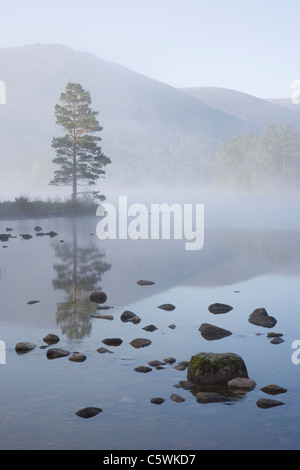 Loch ein Eilein auf Frühling Morgen Rothiemurchus Forest Cairngorms National Park, Schottland, Großbritannien. Stockfoto