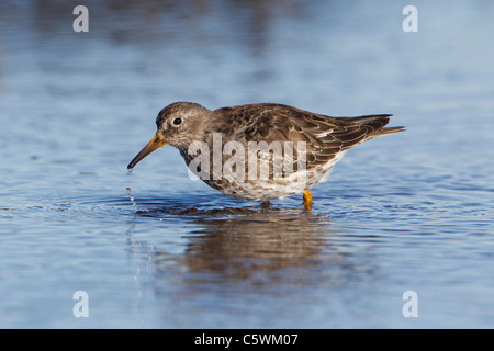 Meerstrandläufer (Calidris Maritima). Erwachsenen in teilweise Sommer Gefieder auf Nahrungssuche im Wasser. Stockfoto