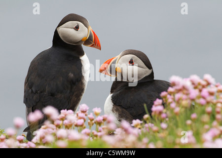 Papageitaucher (Fratercula Arctica). Koppeln von einer Klippe unter blühenden Sparsamkeit (Armeria Maritima) Stockfoto