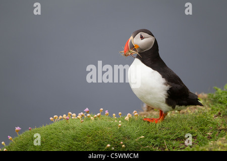 Papageitaucher (Fratercula Arctica). Erwachsener mit Nistmaterial. Sumburgh Head, Shetland, Schottland. Stockfoto