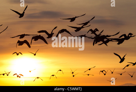 Brent Goose (Branta Bernicla), Gruppe Silhouette im Flug bei Sonnenuntergang. Island. Stockfoto