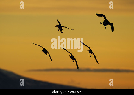 Brent Goose (Branta Bernicla), strömen im Flug landen wird vorbereitet, Silhouette bei Sonnenuntergang. Island. Stockfoto