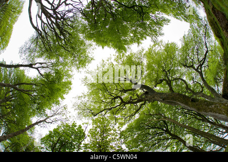 Rotbuche, Buche (Fagus Sylvatica). Bäume im zeitigen Frühjahr. Isle of Mull, Schottland, Großbritannien. Stockfoto