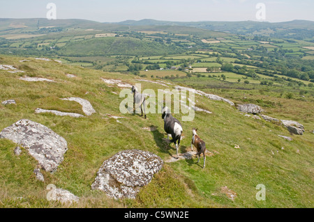 Dartmoor Ponys herumlaufen frei auf Corndon Tor in der Nähe von Two Bridges Stockfoto