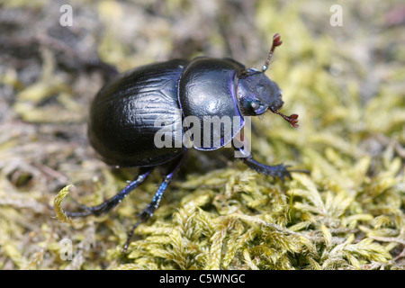Dor Beetle - Geotrupes sp. Auf Moos, Wales, UK Stockfoto